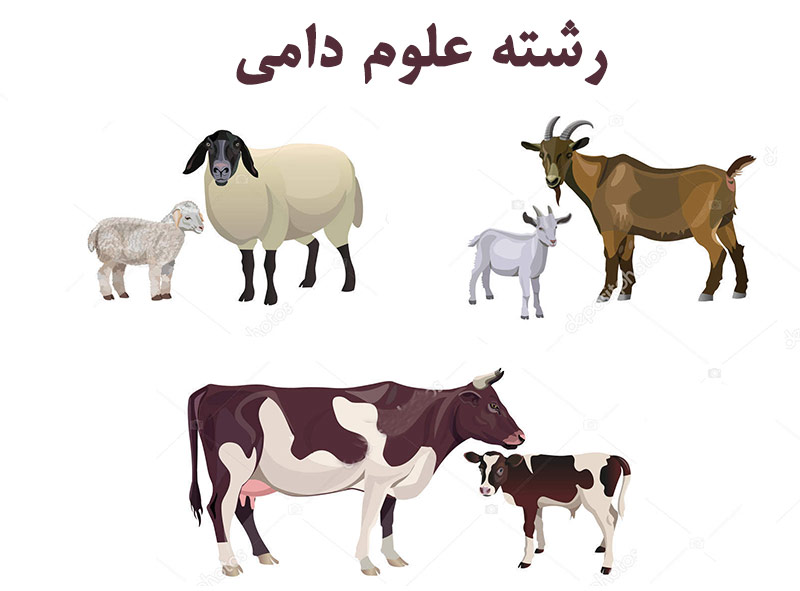 انجام پروژه علوم دامی انجام پروژه علوم دامی